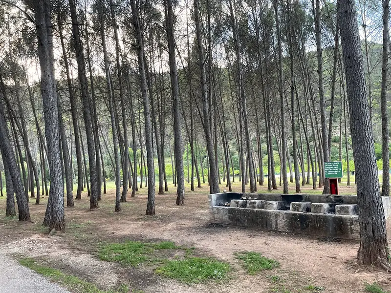 Stone barbecue under the pines