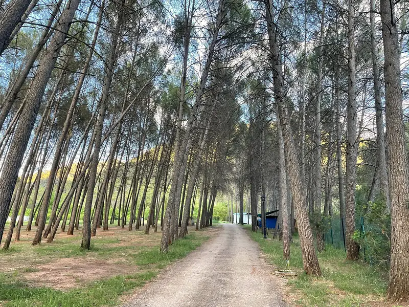 Walks among the pines