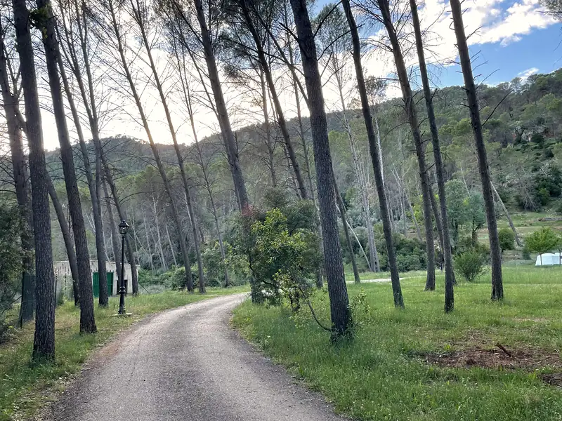 Shady paths
