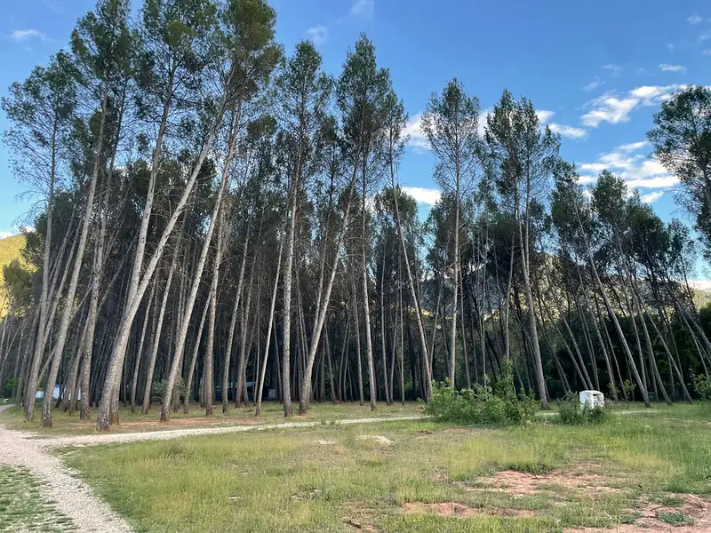 Our pine grove